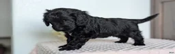 Cavapoo dogs for sale: Shiloh - Ad 6