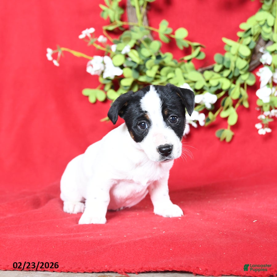 Jack Russell Terrier dogs Jane - Ad 2