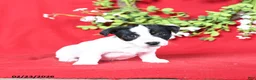 Jack Russell Terrier dogs for sale: Jane - Ad 2