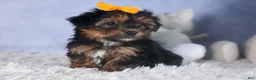 Yorkiepoo dogs for sale: JACK - Ad 7