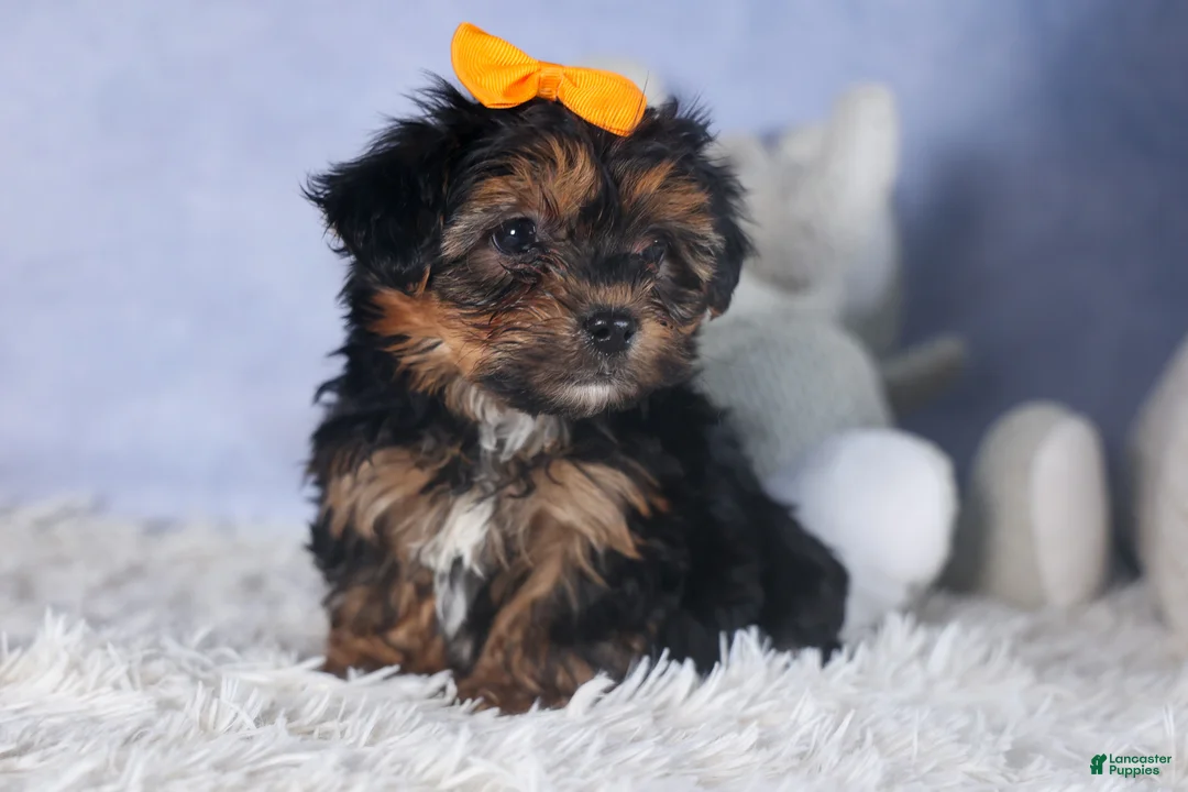 Yorkiepoo dogs for sale: JACK - Ad 7