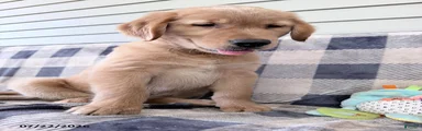 Duke