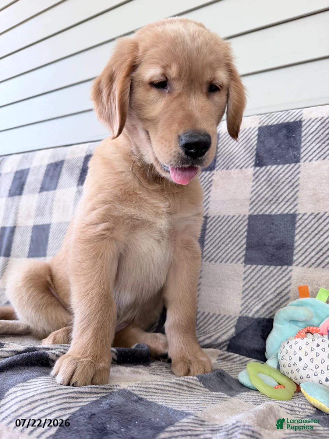 Golden Retriever dogs for sale: Duke - Ad 1