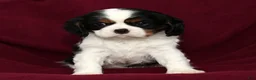 Cavalier King Charles Spaniel dogs for sale: Ranger - Ad 7