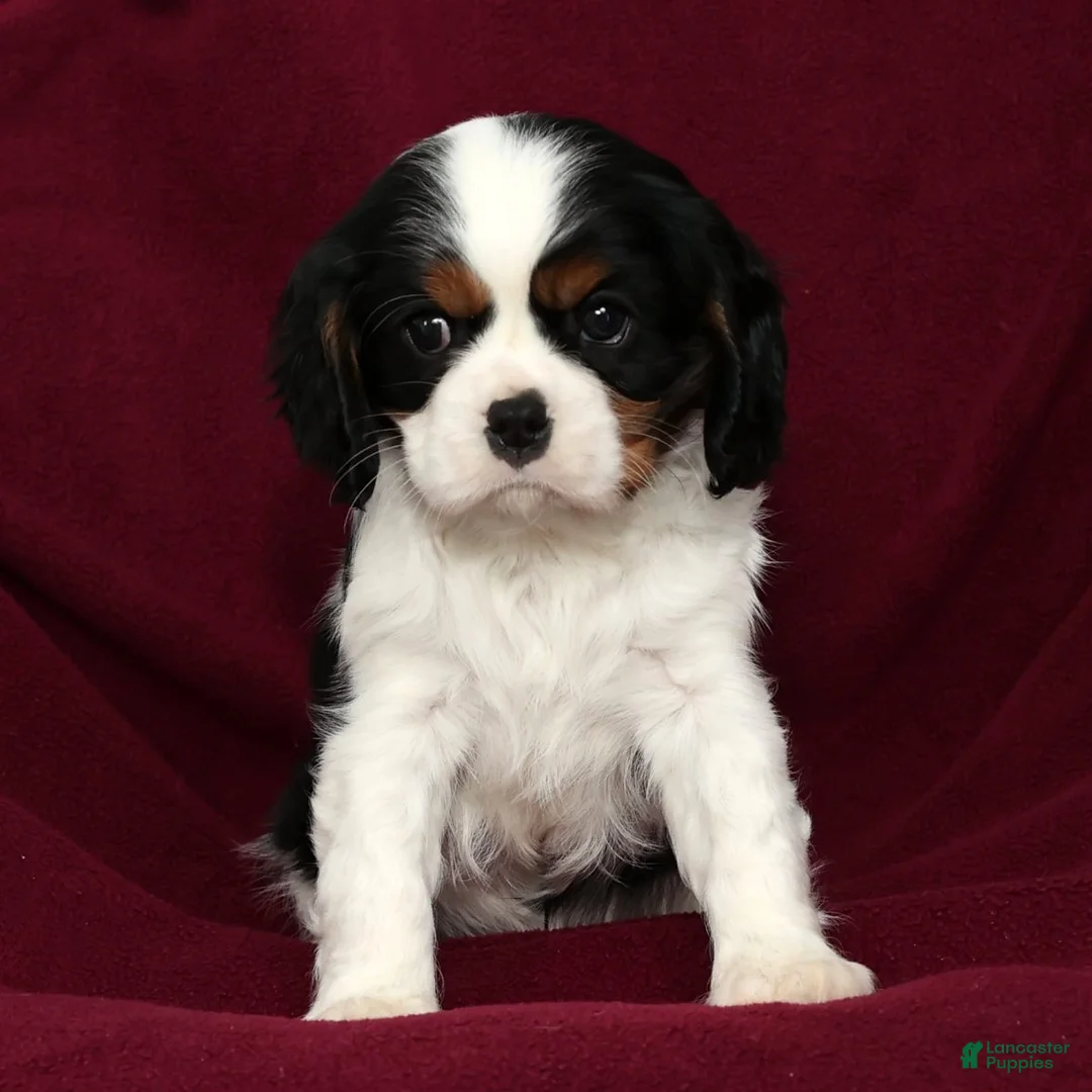 Cavalier King Charles Spaniel dogs for sale: Ranger - Ad 7
