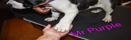 Presa Canario dogs for sale: Mr Purple  - Ad 5