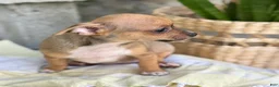 Chihuahua dogs for sale: Ristle - Ad 6
