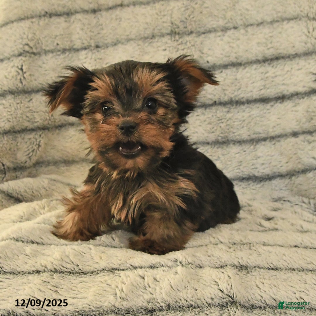 Yorkshire Terrier dogs for sale: Tina - Ad 2