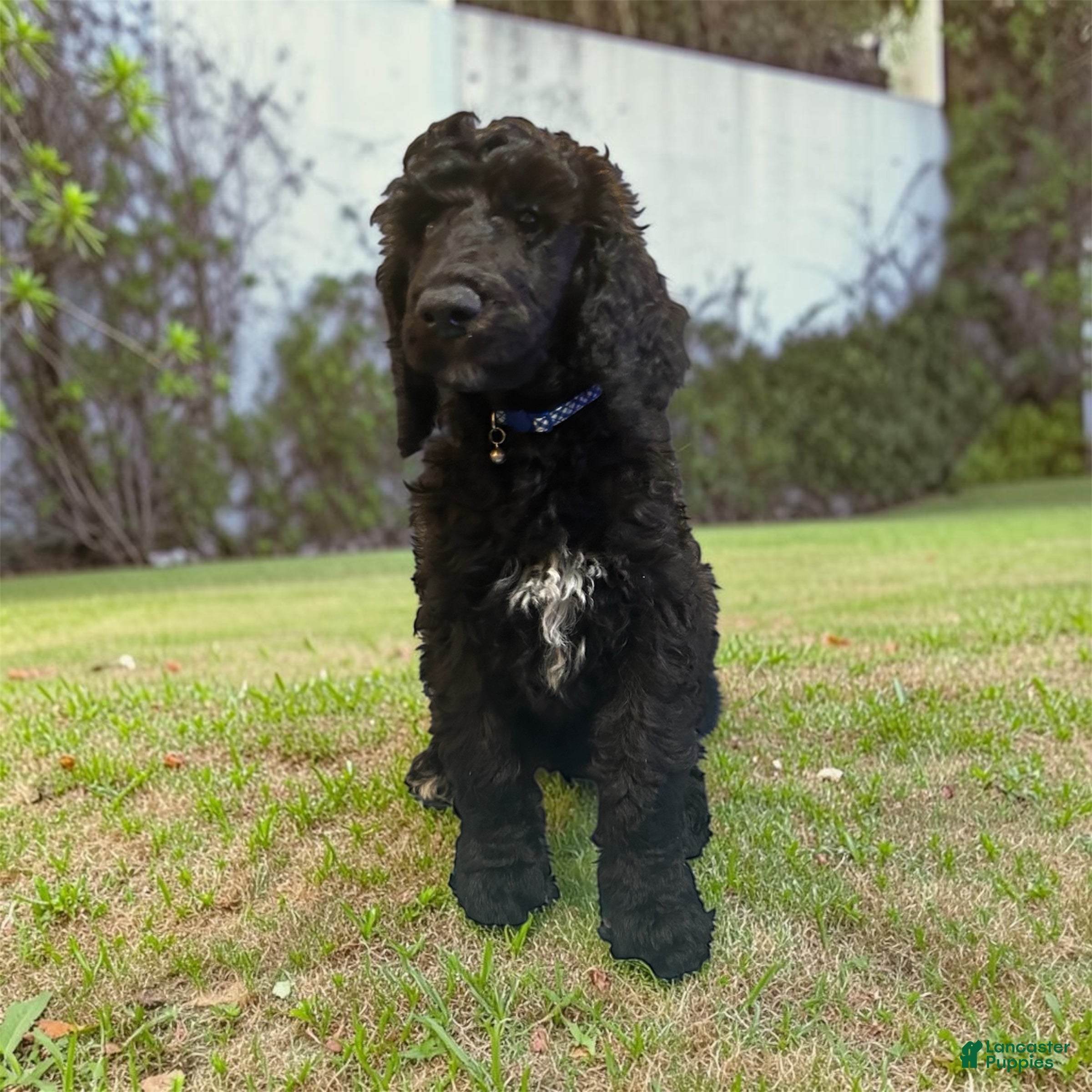 Standard Poodle dogs Standard Poodle 1 - Ad 1