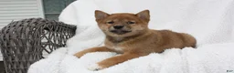 Shiba Inu dogs for sale: Kira - Ad 4