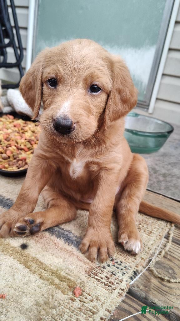 Labradoodle dogs Labradoodle Puppy 6 - Ad 14