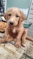 Labradoodle Puppy 6