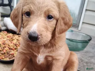 Labradoodle dogs Labradoodle Puppy 6 - Ad 9