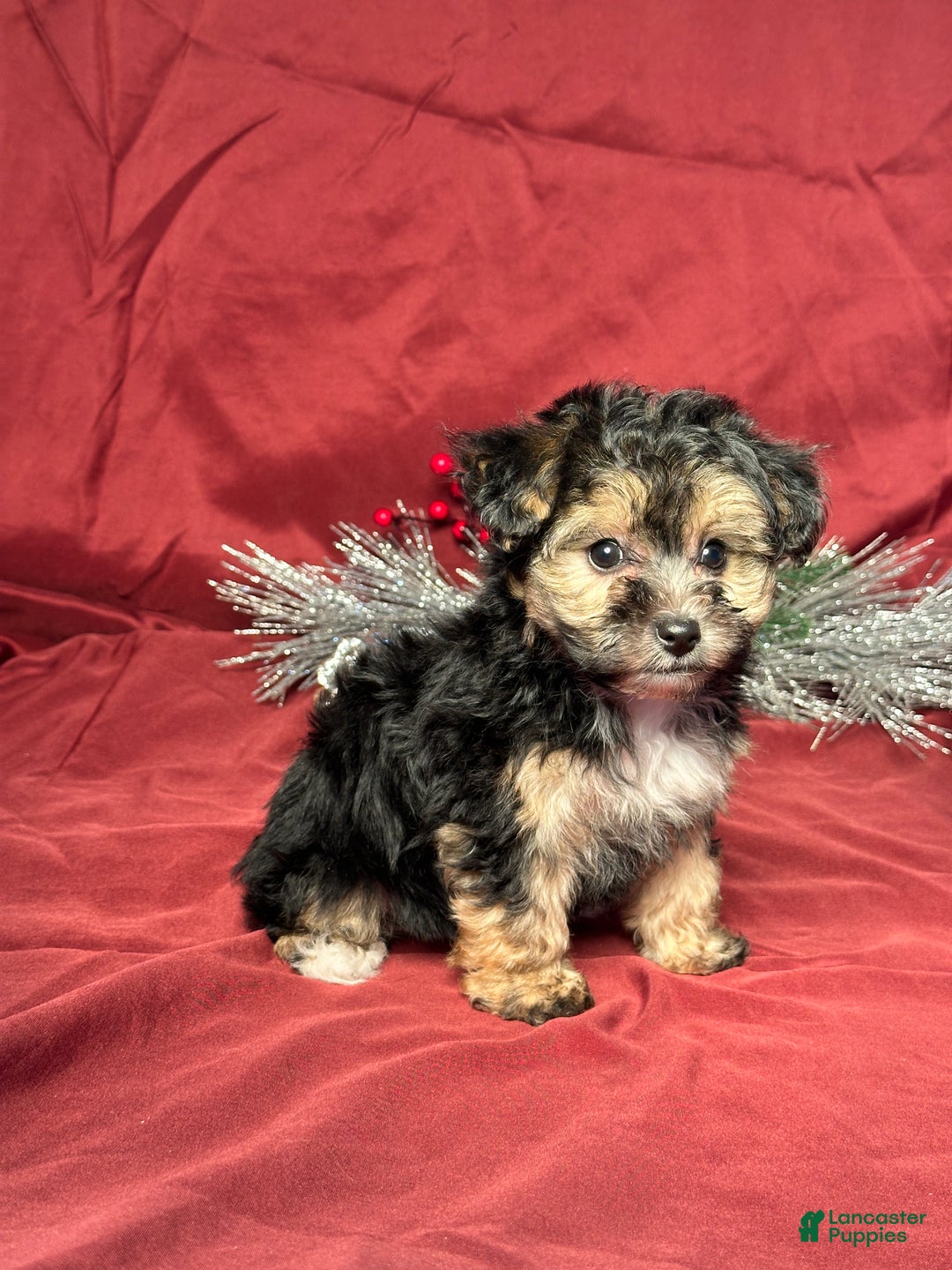 Yochon dogs for sale: Debbie - Ad 3