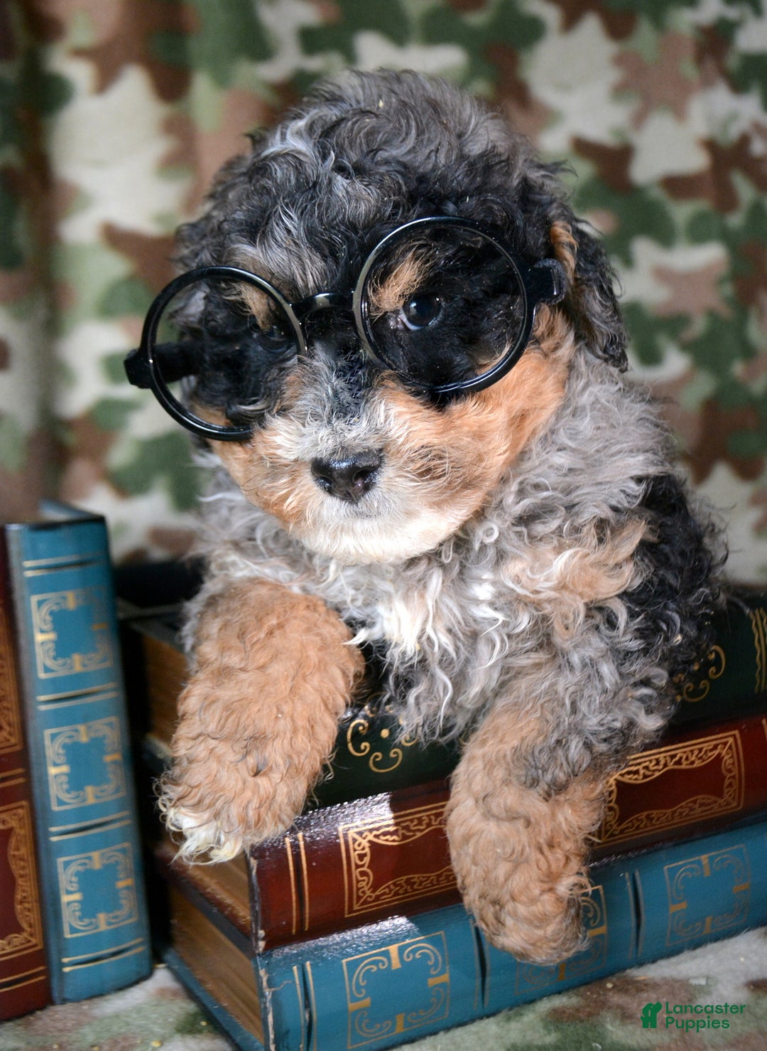 Mini Bernedoodle dogs for sale: Micro Bernedoodle Puppy 4 Buddy - Ad 1