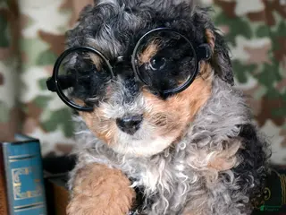 Mini Bernedoodle dogs Micro Bernedoodle Puppy 4 Buddy - Ad 35