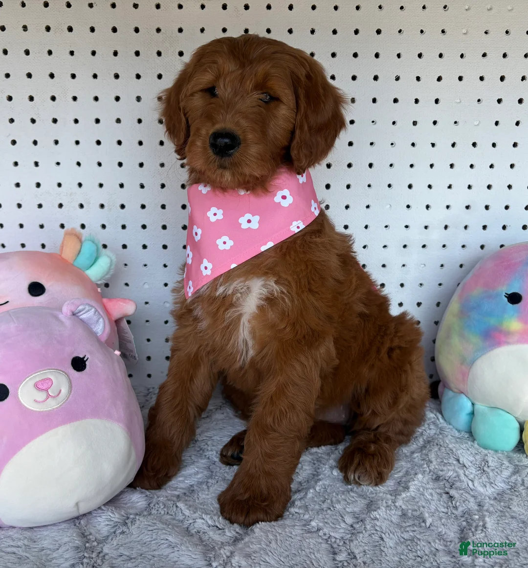 Goldendoodle dogs for sale: Fern 🩷RESERVED💜 - Ad 1