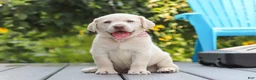 Labrador Retriever dogs for sale: Meadow - Ad 1