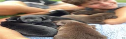 Labrador Retriever dogs for sale: Labrador Retriever 1 - Ad 7