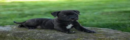 Staffordshire Bull Terrier dogs for sale: Moose 🐶 - Ad 12