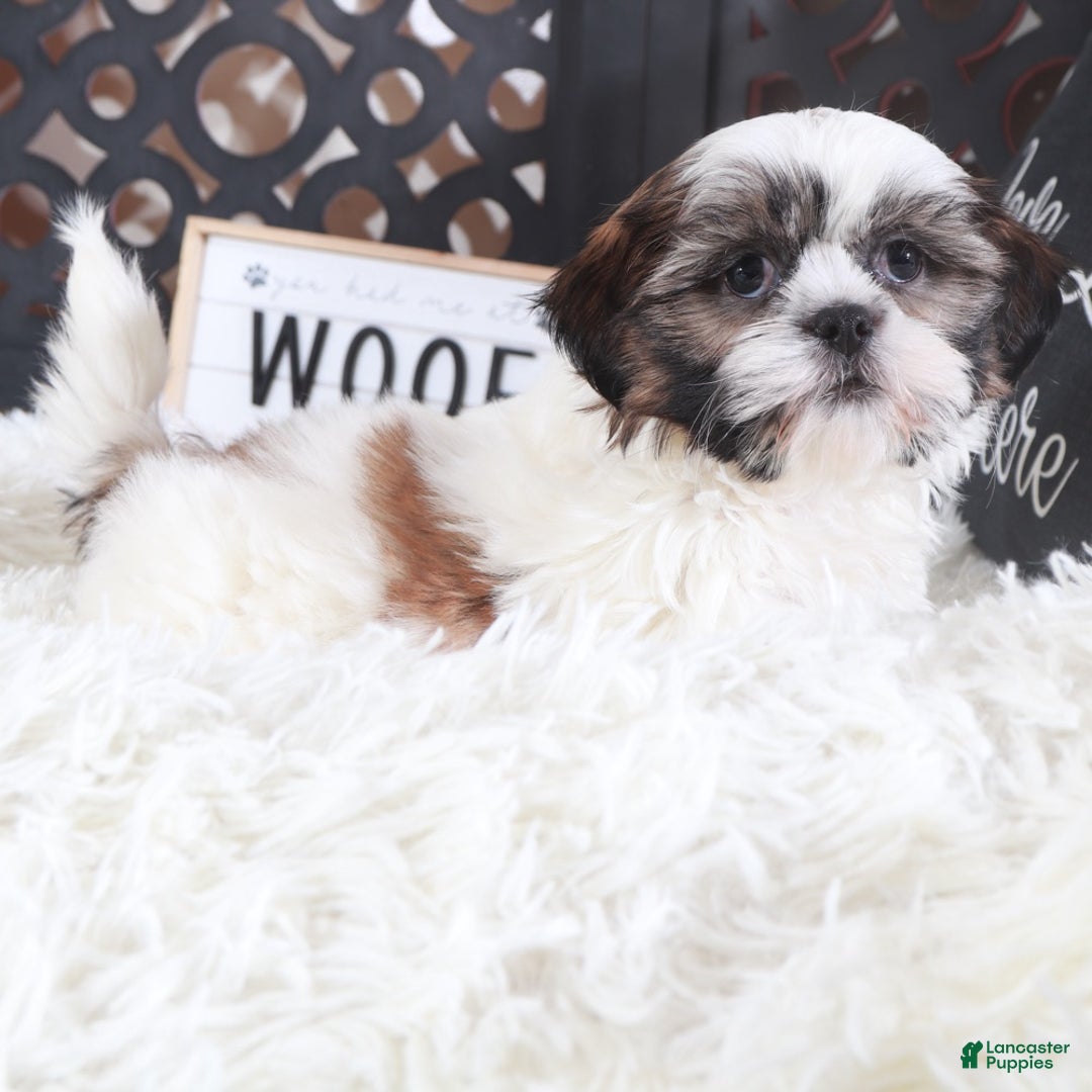 Shih Tzu dogs for sale: Shih Tzu Puppy Elsie - Ad 3