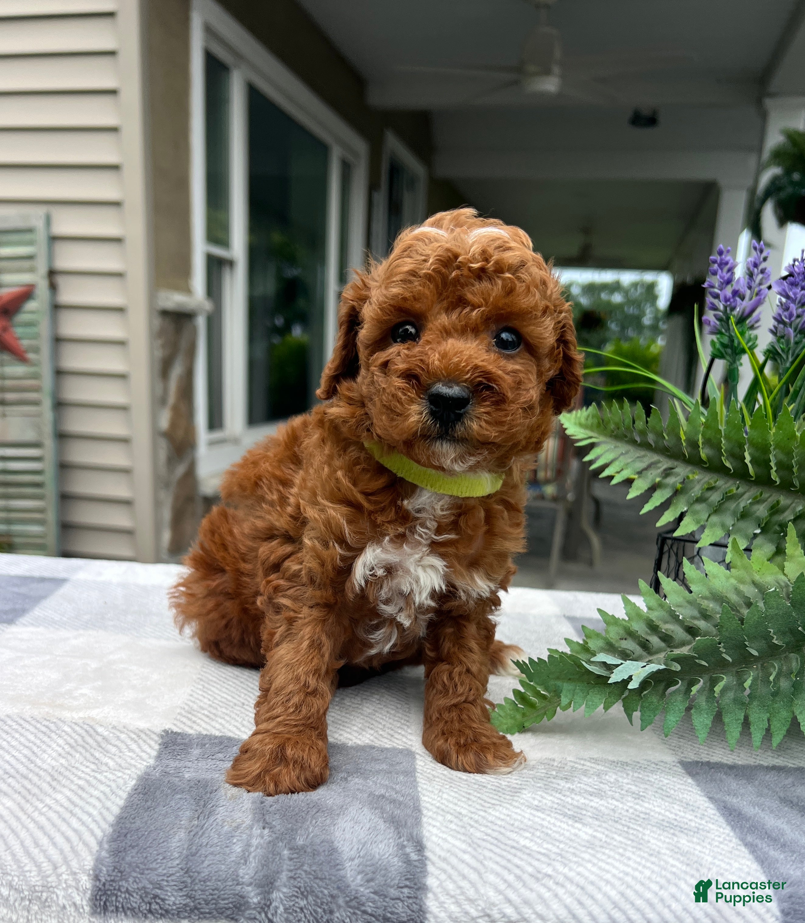 Mini Goldendoodle dogs Charlotte - Ad 2
