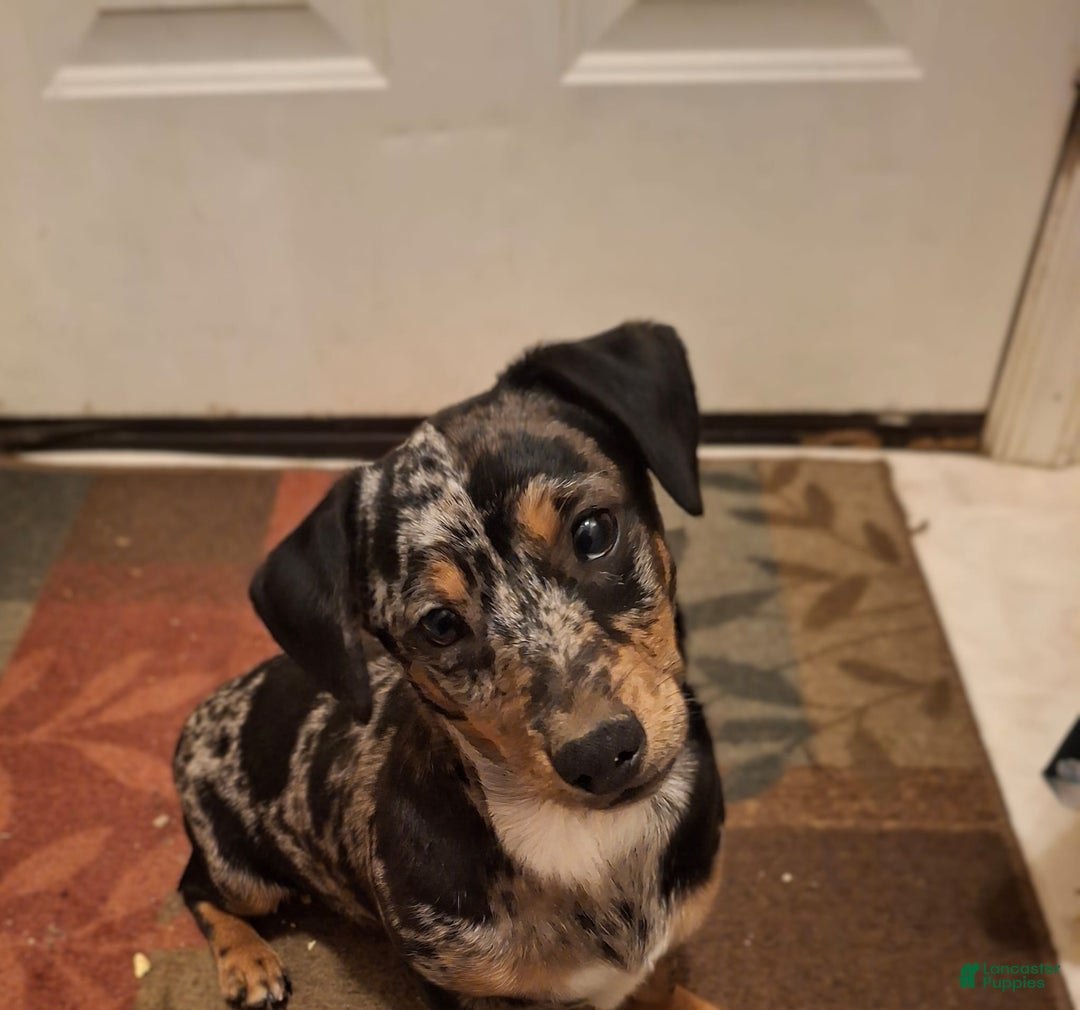 Mixed Breed dogs for sale: Teddy - Ad 1