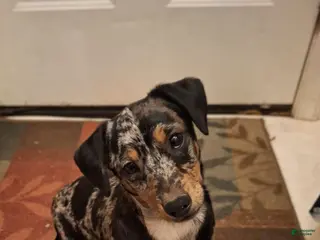 Mixed Breed dogs Teddy - Ad 16