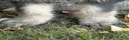 Labradoodle dogs for sale: OCEAN - Ad 7