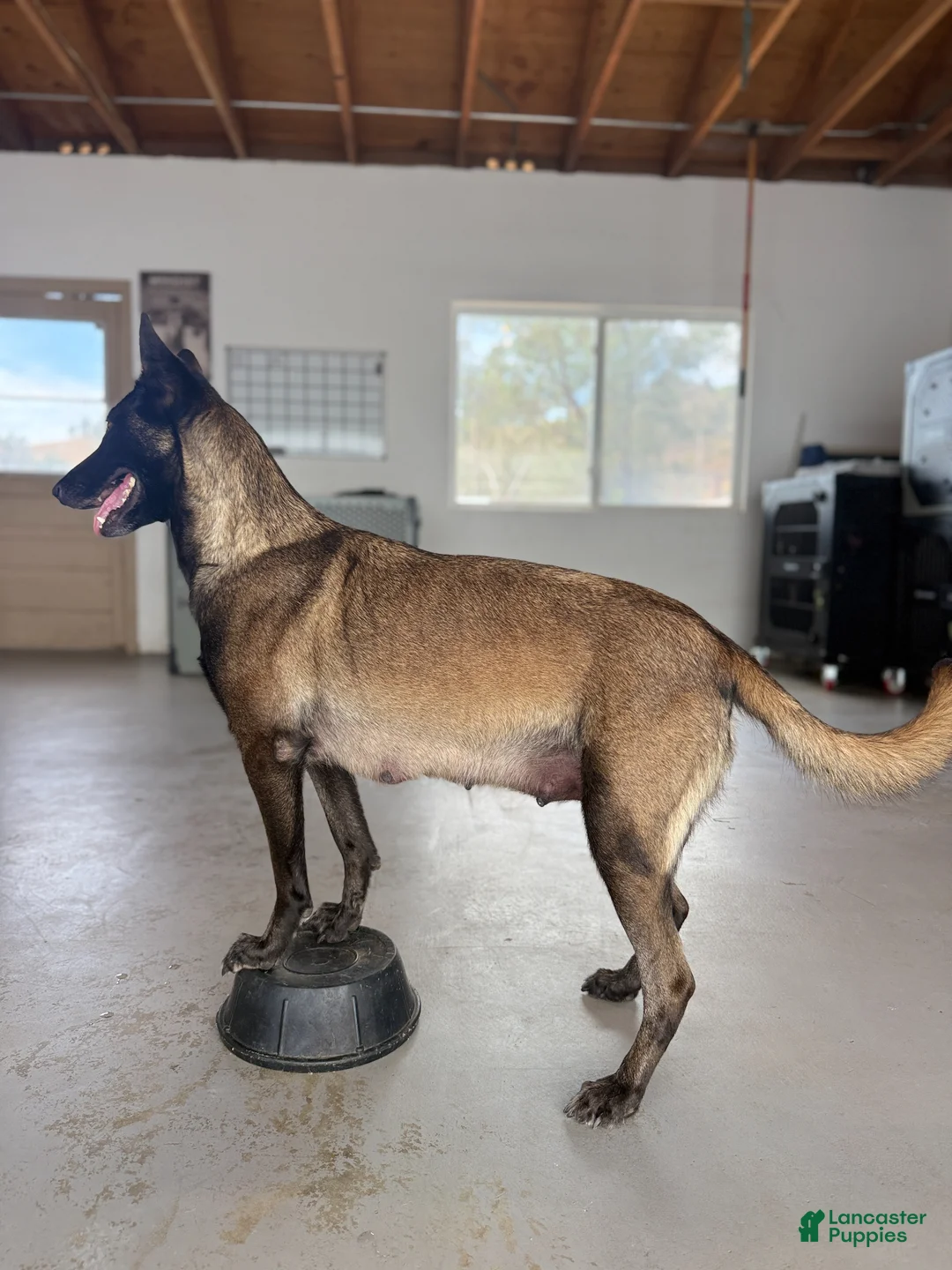 Belgian Malinois dogs for sale: The Bride - Ad 4