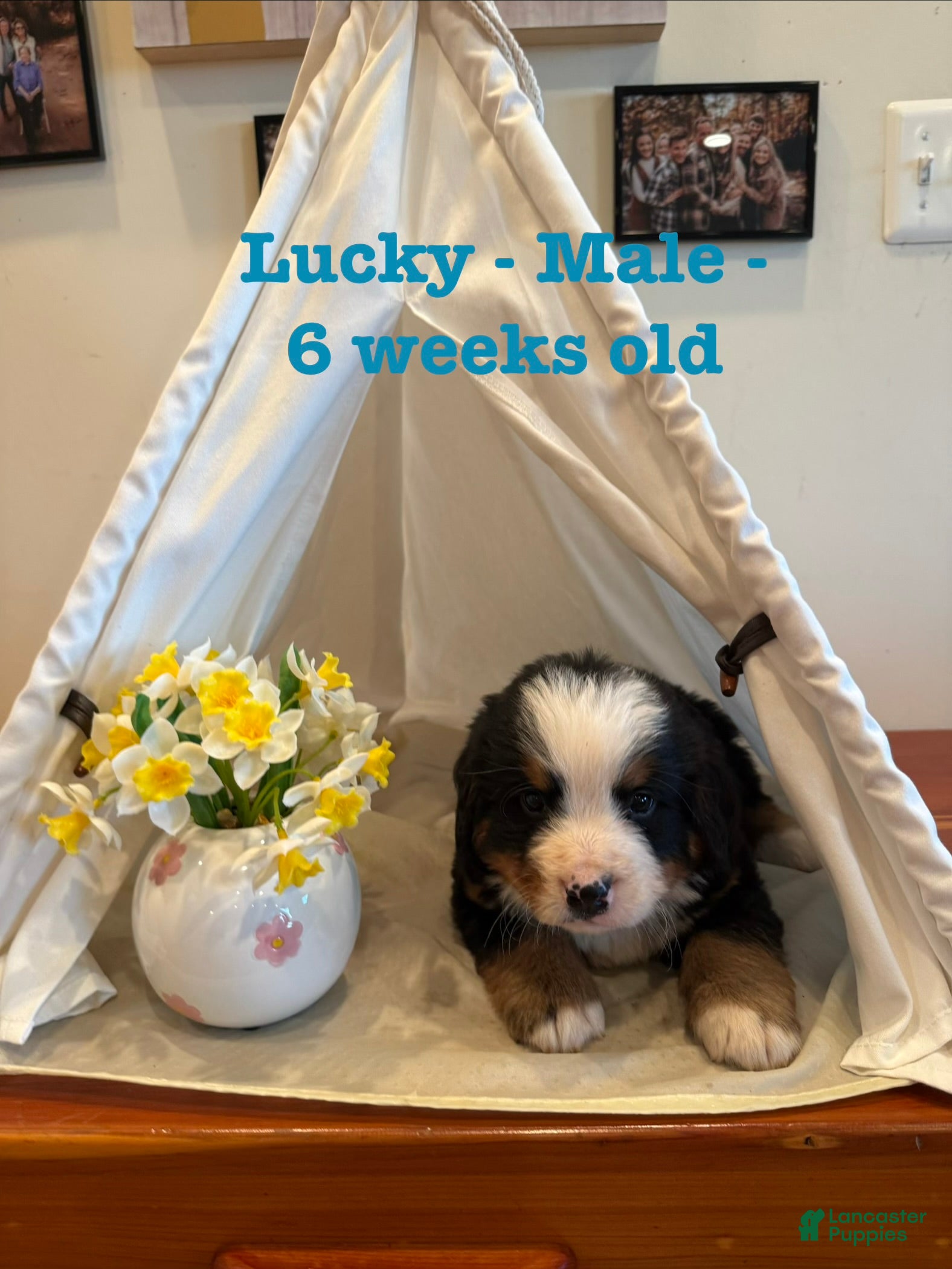 Bernese Mountain Dog dogs Lucky - Ad 8