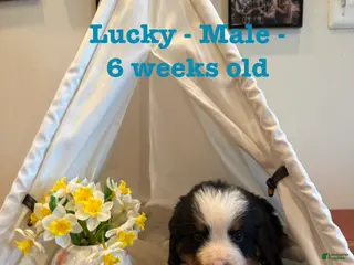 Bernese Mountain Dog dogs Lucky - Ad 8