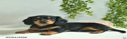 Miniature Dachshund dogs for sale: Geraldine  - Ad 1