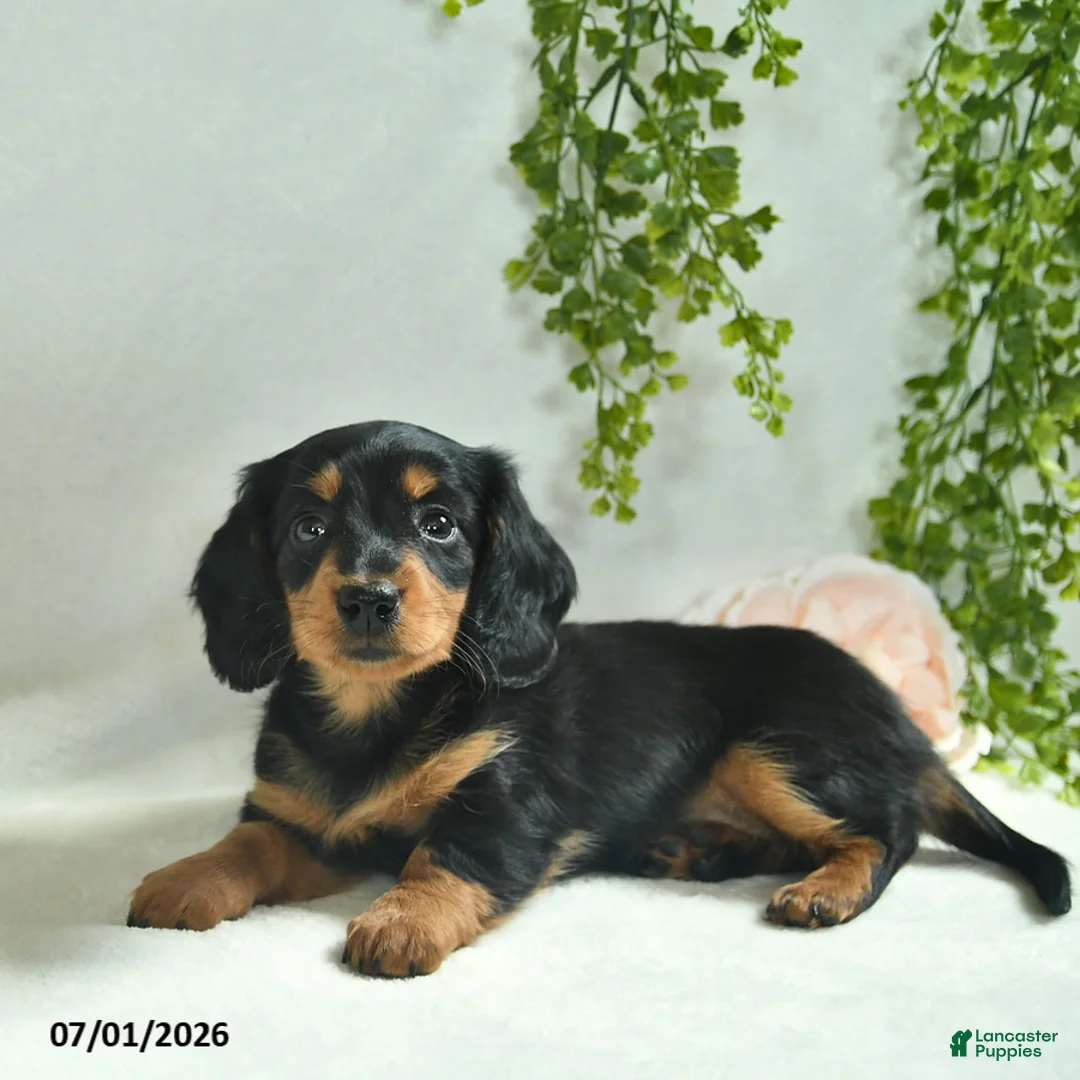 Miniature Dachshund dogs for sale: Geraldine  - Ad 1