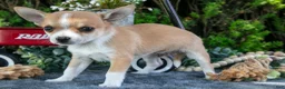 Chihuahua dogs for sale: Pablo - Ad 3