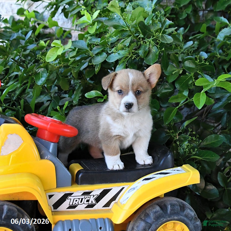 Welsh Corgi Pembroke dogs Macey - Ad 1