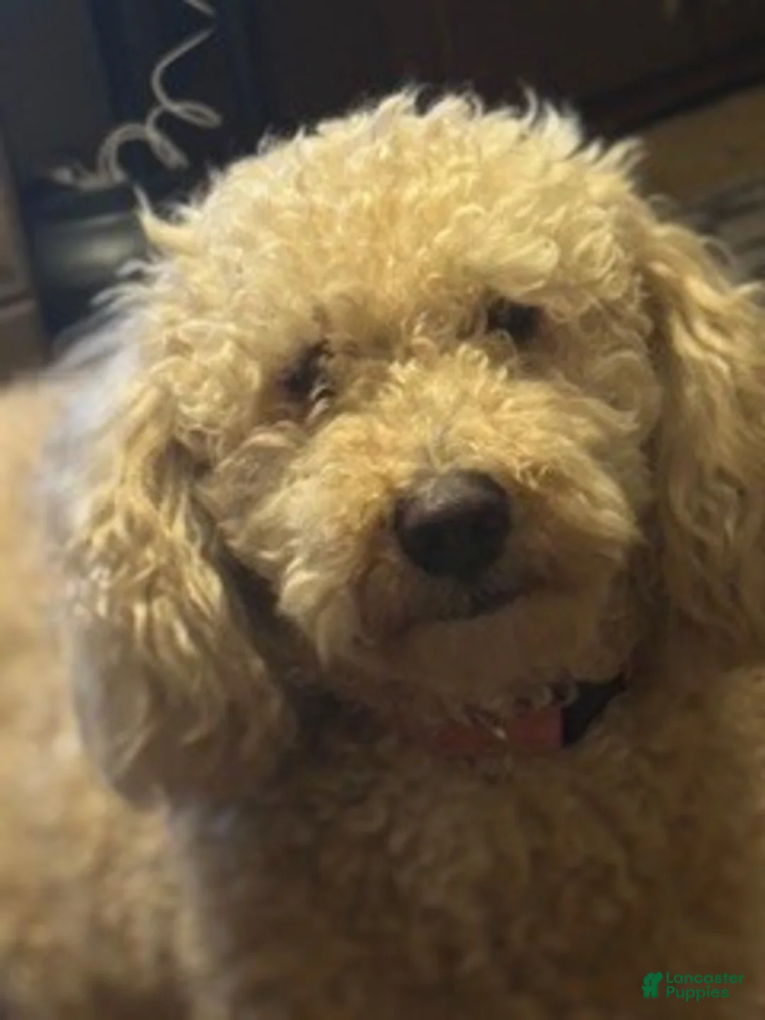 Bernedoodle dogs for sale: mini Bernedoodle Puppy 2- orange - Ad 5