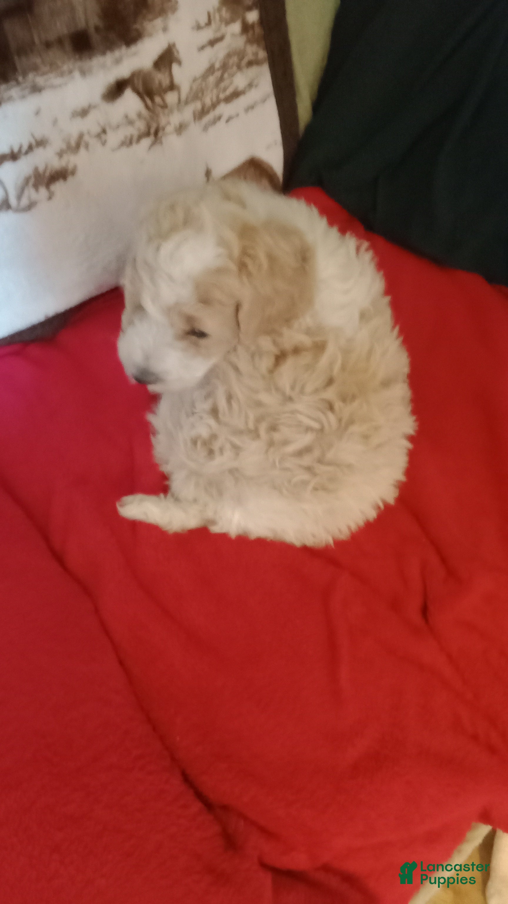 Standard Poodle dogs for sale: Standard Poodle Puppy 1 - Ad 4