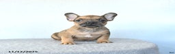 French Bulldog dogs for sale: Pebbles - Ad 2