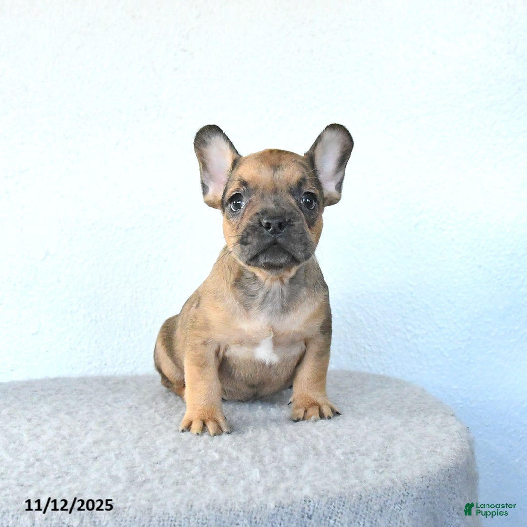 French Bulldog dogs for sale: Pebbles - Ad 2
