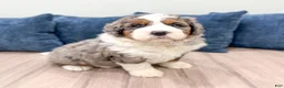 Bernedoodle dogs for sale: Captain - Ad 8