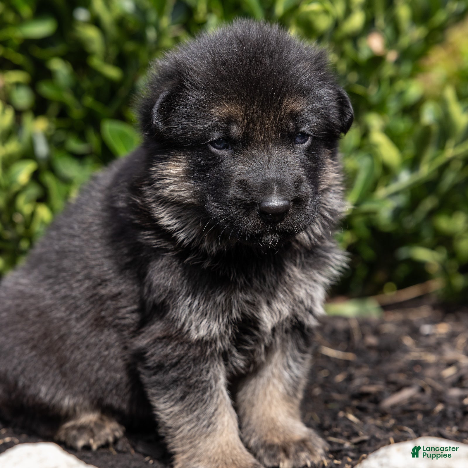 German Shepherd dogs Troy - Ad 2
