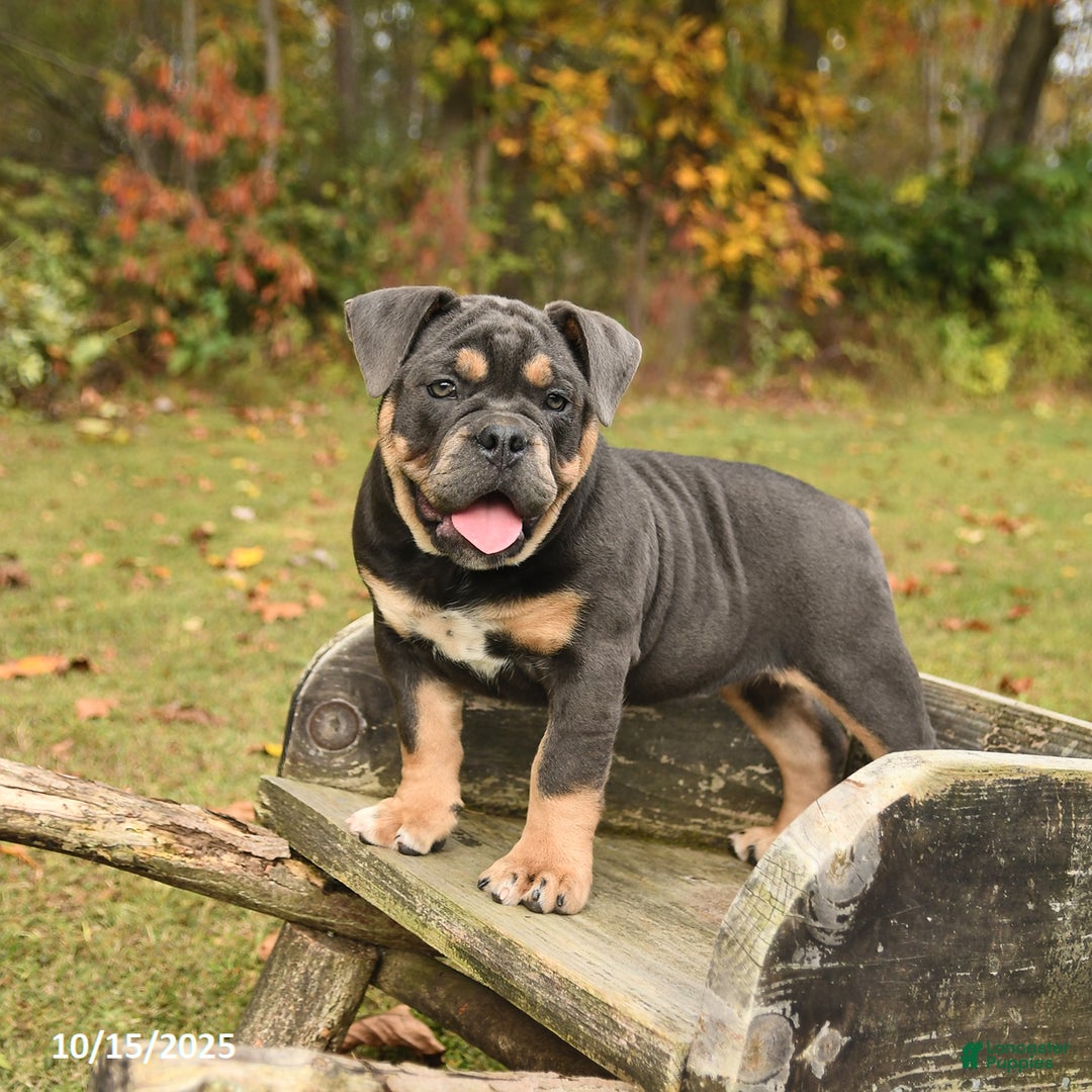 Carrie for sale in Howard Lancaster Puppies