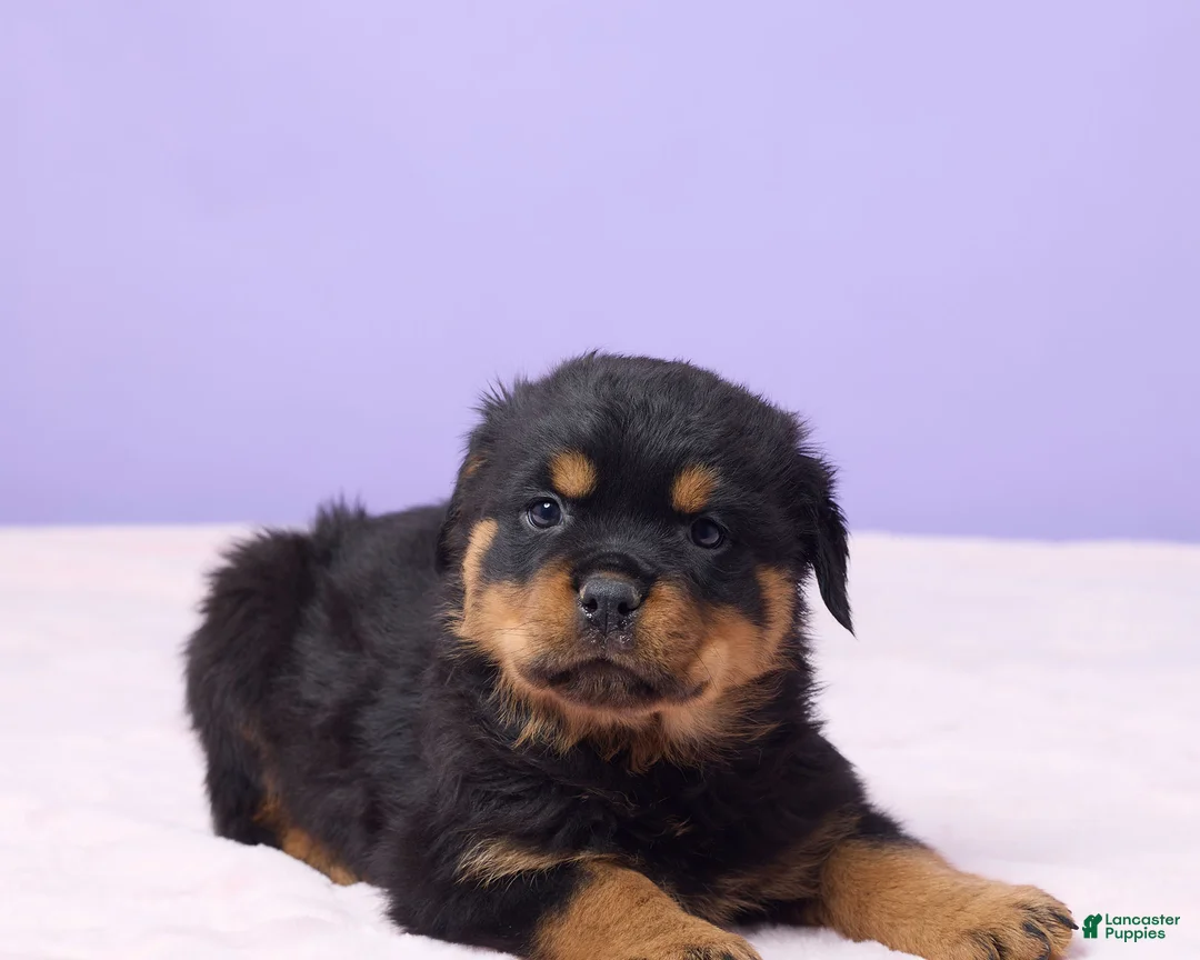 Rottweiler dogs for sale: Ian - Ad 3