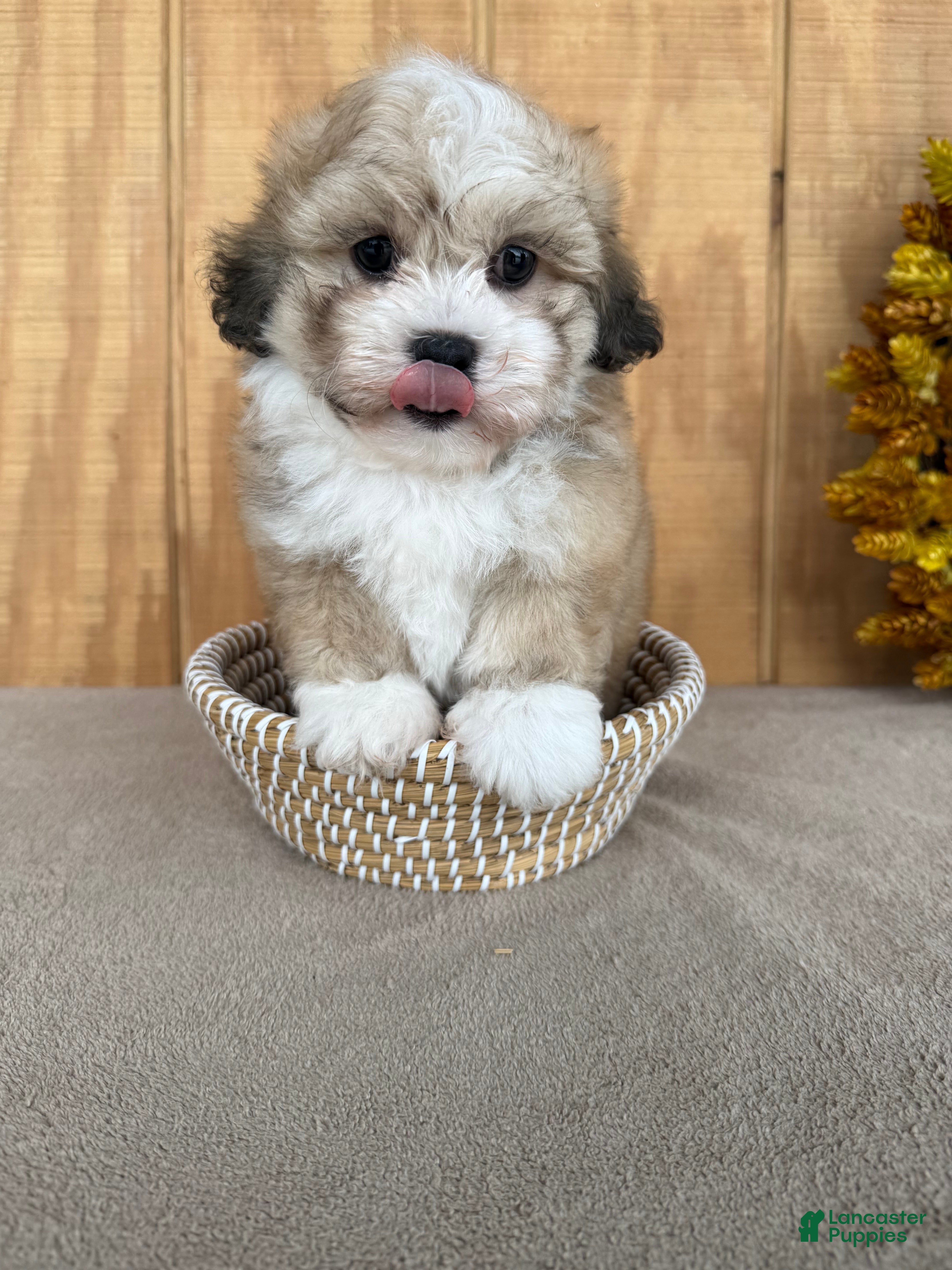 Teddy Bear dogs Teddy - Ad 1