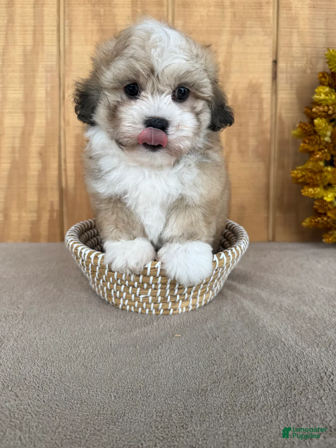 Teddy Bear dogs for sale: Teddy - Ad 1