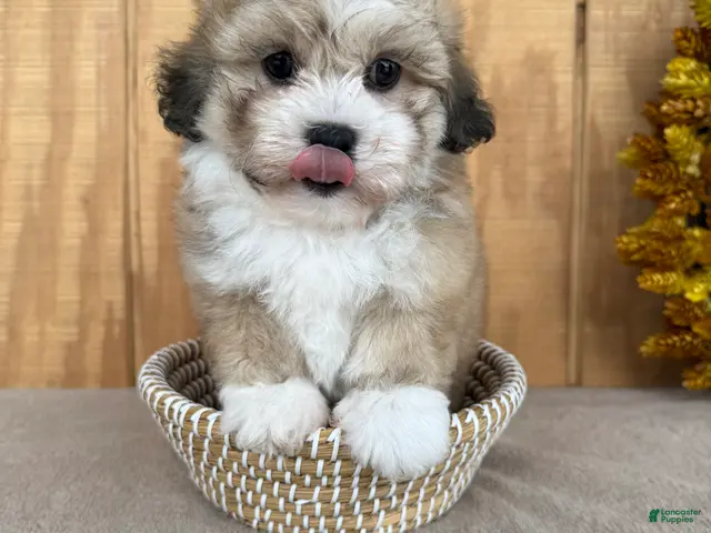 Teddy Bear dogs for sale: Teddy - Ad 1