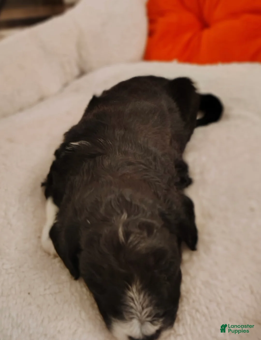 Aussiedoodle dogs for sale: Aussiedoodle Puppy 2 - Ad 2