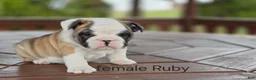 English Bulldog dogs for sale: English Bulldog Puppy 4 - Ad 16