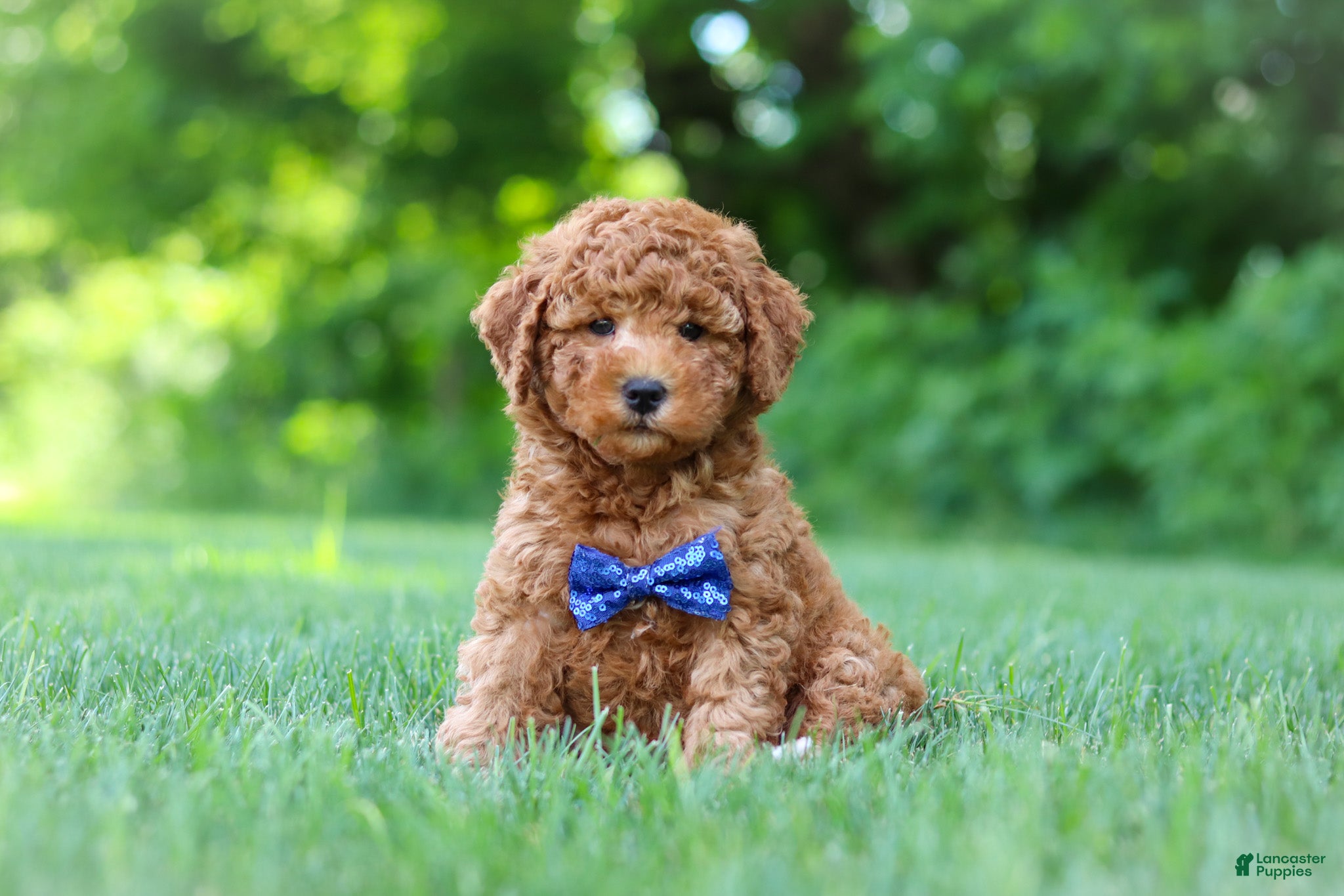 Mini Goldendoodle dogs Christiano - Ad 1